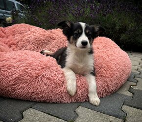 suczka "BONNIE" rasy Border Collie o umaszczeniu TRI-COLOR - 2