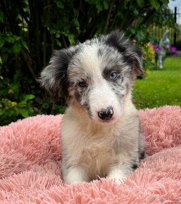 "CHASE" rasy Border Collie o umaszczeniu Blue-merle - 2