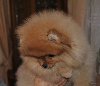 Pomeranian - 2