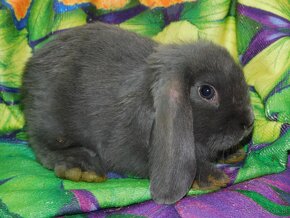 Niebieskie baranki mini lop samczyki - 2