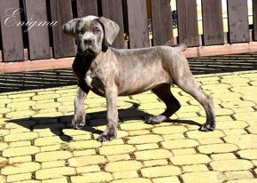 Cane Corso szczenięta - 2