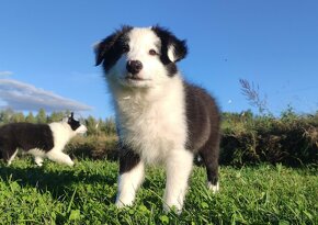 Pies / szczeniak rasy Border Collie - 2