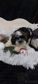 Wesole pieski shih tzu - 2