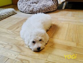 Samiec Piesek Coton De Tulear Szczenię szczeniak Kraków YOGI - 2