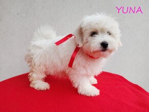 Suczka Coton De Tulear Szczenię szczeniak Kraków YUNA - 2