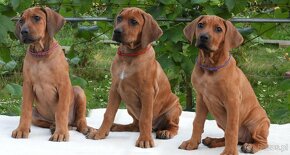 Rhodesian Ridgeback piękne szczenięta wystawowe FCI. - 2