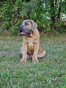 Cane Corso Italiano Puppies (FCI) - 2