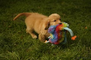 golden retriever - 2