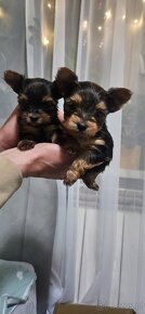 Mini Yorkishire terrier - 2