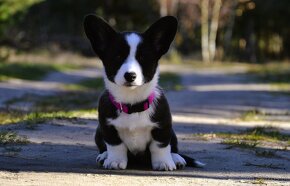 Welsh Corgi Cardigan FCI - 2