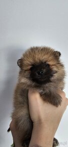 Szpic miniatura pomeranian - 2