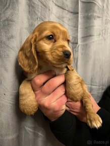 Piękna suczka rasy Cocker Spaniel Angielski - 2