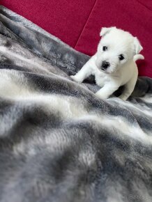 West Highland White Terrier - 2