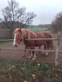 Sprzedam klacz zimnokwista zrebna - 2