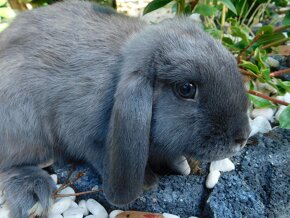 Samiczki mini lop niebieskie - 2