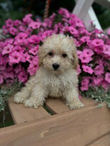 Maltipoo - piesek i suczka - 2