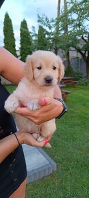 Golden Retriever odbiór początek sierpnia - 2