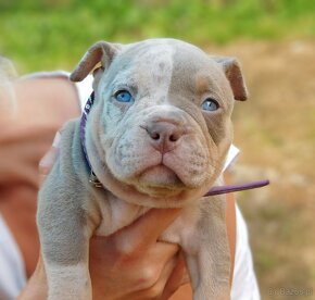 Szczenięta American Bully Pocket Exotic Top Bloodline - 2