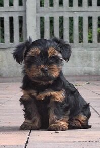 Yorkshire terrier - 2