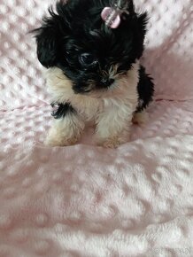 Sunia shih tzu - 2