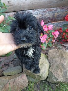 Maltipoo szczeniaki maltanczyk pudel - 2