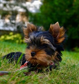 Yorkshire Terrier s PP (FCI) - 2