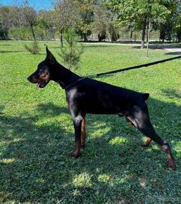 Doberman FCIs PP.. - 2