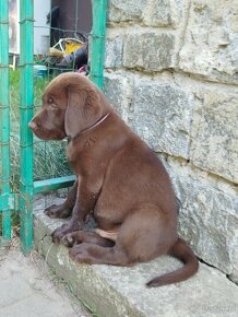 Szczeniaki labrador retriever rodowodowe - 2