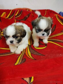 Trzy pieski mieszanka (pekińczyk -shih tzu) - 2