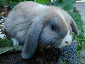 Beżowy królik mini lop samczyk - 2