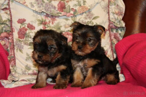 Sprzedam szczenięta rasy Yorkshire Terrier w kolorze czarnym - 2