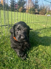 Flat coated retriever štěňata s PP - 2