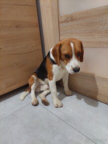 Sprzedam pieska beagle tricolor - 2