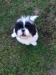 Szczeniak shih tzu 4 miesięczny samiec - 2