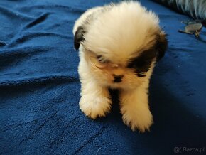 Piesek  mieszanka ( pekińczyk -shih tzu) - 2