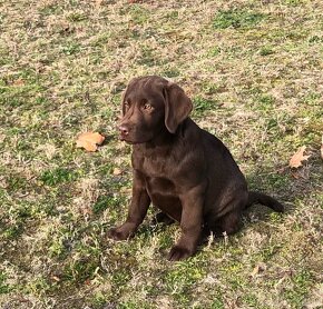 Labrador Retriever szczenięta - 2