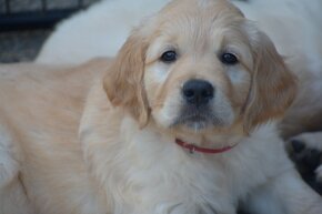 golden retriever - 2