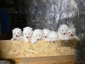 Szczeniaczki rasy samoyed samojed - 2