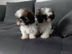 Szczeniaki shih tzu - 2