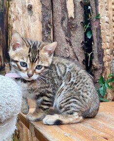 Kocięta Bengalskie płci męskiej i żeńskiej - 2