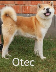 Akita inu - 2