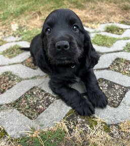 Piękny piesek rasy cocker spaniel angielski - 2