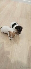 Jack Russell terrier - 2