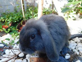 Cudowne samiczki mini lop niebieskie - 2