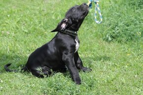 Presa Canario Dog Kanaryjski - 2