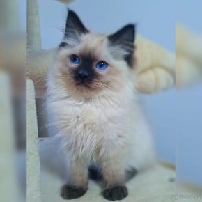 Ragdoll kocur hodowlany FiFe - 2