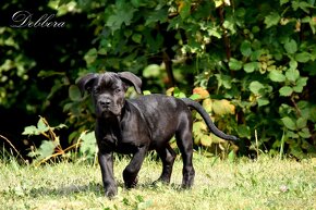 Cane Corso szczenięta FCI pedigree - 2