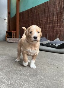 Owczarek i Pudel w jednym Aussiedoodle - 2