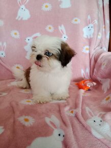 Shih tzu z rodowodem - 2