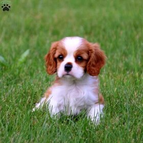 Piękne maluchy Cavalier King Charles Spaniel (ZKwP - FCI) - - 2